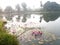 road side pond with waterlily fower tree