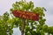 Road sign for Anderson Falls with green trees in background