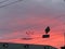 Road sign and house roof against the backdrop of scarlet dawn. photo