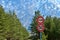 Road sign of speed limit and prohibiting overtaking on a serpentine mountain road. Dangerous high-mountain roads