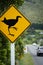 Road sign warning the presence of Pukeko, native bird in New Zealand