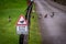 Road sign warning to watch out for ducks and ducklings crossing the road, placed over a fence alongside the road, on a cloudy