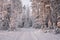Road Among Snow Covered Trees In The Winter Forest. Winter Forest Landscape . Beautiful Winter Morning In A Snow-Covered Pine Fore