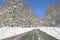 Road through snowy forest, Basque Country (Spain)