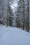 Road into the snowy forest, Sauerland