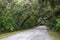 Road among Spanish moss hangs in shadows of wide branches of oak trees.