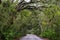 Road among Spanish moss hangs in shadows of wide branches of oak trees.