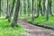 Road in the spring forest