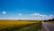 Road stretching out into the sunflower fields