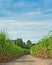 Road in sugarcane field