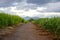 Road through the sugarcane field