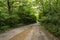 Road in the summer deciduous forest