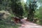 Road in the summer forest. Landscape footpath in the coniferous forest