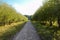 The road in the summer orchard between trees stretching into the distance into perspective