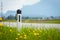 Road in the summer: reflector post, flowers and green grass