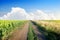 Road in a sunflower field