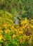 Road in Sunflower field in November of each year at Doi Mae