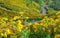 Road in Sunflower field in November of each year at Doi Mae