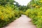 Road through sunflowers garden.