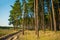 Road in sunny pine forest background of the blue sky. Sandy dirt