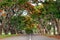 Road surrounded by acacia trees with red flowers