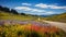 A road surrounded by fields of colorful wildflowers