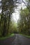 Road surrounded by greens and trees in the creepy and haunting park