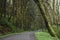 Road surrounded by greens and trees in the creepy park