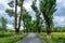 road surrounded by trees, ash, MarvÃ£o pathway of Portalegre district. high resolution image.