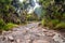Road surrounded by trees and plants in the volcanic areas near Kilimanjaro mountain in Tanzania