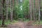 The road is surrounded by very tall and shady trees. Pine forest. Forest road as a green tunnel