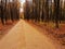 Road in Talsa park during autumn