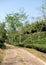 A road through a tea plantation. Srimangal in Sylhet Division, Bangladesh
