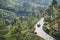 Road through tea plantations