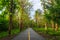 Road in Teak Forest