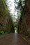 Road TF-134 in Anaga Rural Park - rare ancient laurel forest under rain on Tenerife, Canary Islands