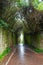 Road TF-134 in Anaga Rural Park - rare ancient laurel forest under rain on Tenerife, Canary Islands