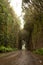 Road TF-134 in Anaga Rural Park - rare ancient laurel forest under rain on Tenerife, Canary Islands