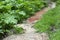 Road in thickets. Carpet path. Path in thicket. Green plants in abandoned place