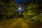 Road throgh the night forest under shining moon