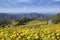 The road to the field of yellow Mexican Sunflower Weed on the mo