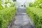 Road to fountain and flowerbed of Blooming white hydrangea