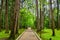 Road to Ganjin`s burial grounds, Toshodaiji Temple, Nara