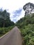 Road to greenery, trees and tea