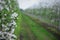 Road to modern smart farm. Flowering fruit trees on blurred background