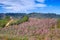 Road to Pink Flowers Field in Mountain with Blue Sky at Thailand
