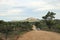 The road to Pretoriuskop with impala and car, Kruger National Park, South Africa