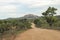 The road to Pretoriuskop with impalas, Kruger National Park, South Africa