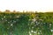 Road to the village in the middle of a field of dandelions at sunset