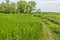 Road to a wild pitch and flowering acacia trees